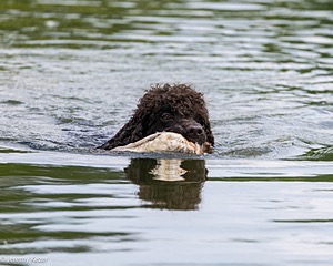 Ghillie