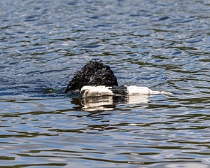 20170820-CWD-0065.jpg