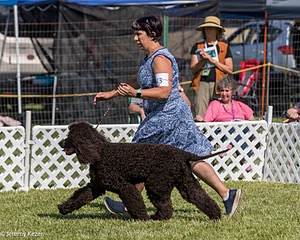 43 - GCH CH Chantico's Shelter From The Storm CD RA MX AXJ MXP2 MJP2 MJPB XF DS (Reef)