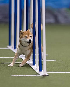 Sunshine Giles