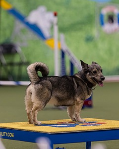 Nova Boentgen