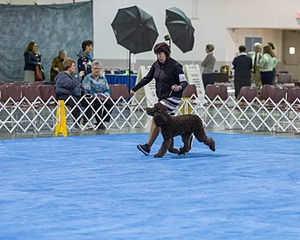 30 - GCH CH Chantico's Spirit In The Surf JH CD RA OA OAJ  NF (Selchie)