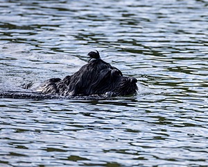 Steel Kennedy