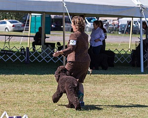 12 - GCH CHANTICO'S DARK AND STORMY,BN RN (Kiera)