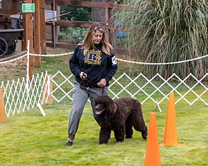 1741 - GCH CH BREKKON'S FIRST MARK CGC