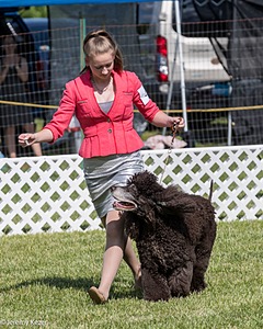 47 - GCH CH Poole's Ide Reversal Of Fortune
