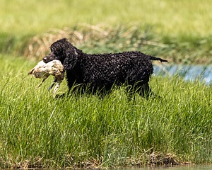 Arrow