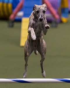 Shuri Potter