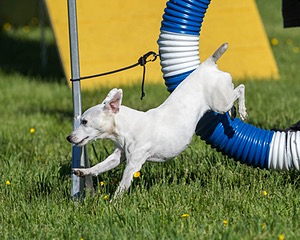 Dixie Labriola