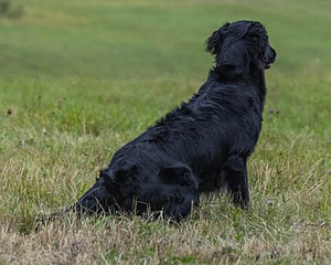 Poppy