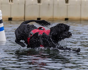 Scully Lavalli