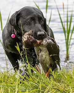 20170603-SHRW-2003.jpg