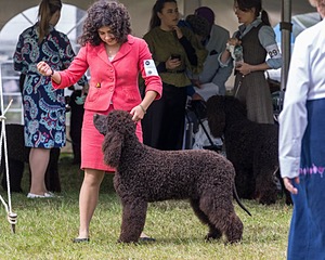 09 - GCH CH POOLE'S IDE DARK KNIGHT RN CGC TKN ATT (Oscar)