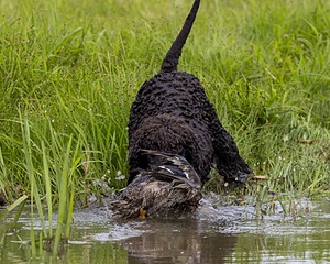 Ghillie Kezer