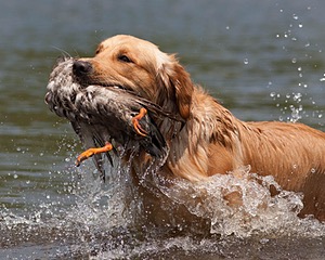 Sunfire Padraig of Golden Pond