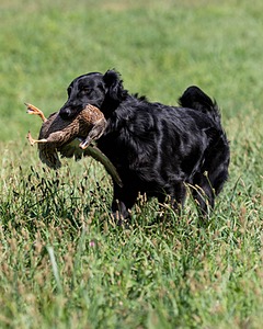 Cooper Westcot
