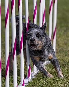 Bree Spetla