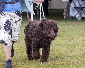07 - GCH CH CASTLEHILL'S RAMBLIN' RAFAEL O'CRISPIN BN (Rafi)