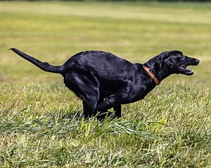 Penny Payne