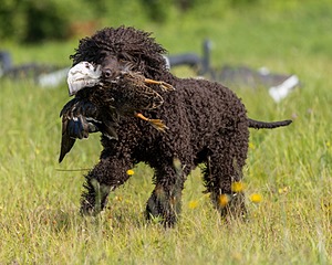 Ghillie Kezer