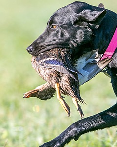20150912-SHRL-0020.jpg