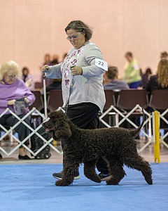 22 - D'Locks Teagan For Two (Teagan)