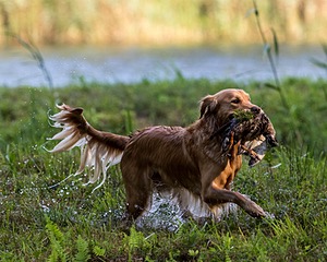 Ranger Wisniewski