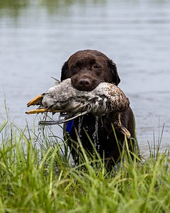 Louie Foster