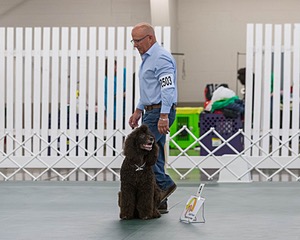 2503 - GCH CH BLACKTHORN'S KEEVA CROMPTON AX AXJ XF RN CGC (Keeva)