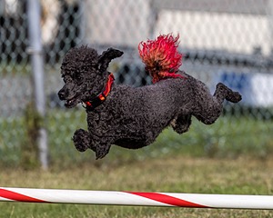 Fly Kearney