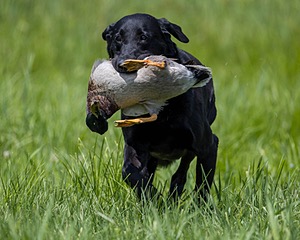 Cane Robichaud
