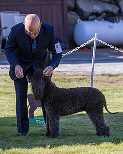 24 - GCH CH BLACKTHORN'S KEEVA CROMPTON RM AX AXJ XF TKN (Keeva)