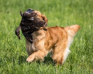 Torrent Pivovar