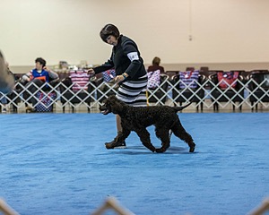 14 - Chantico's Super G O'Muddy Waters (Ghillie)