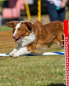 Sirius Levitt