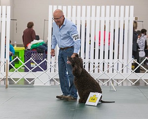2503 - GCH CH BLACKTHORN'S KEEVA CROMPTON AX AXJ XF RN CGC (Keeva)