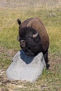 Yellowstone National Park