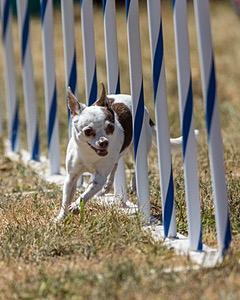 20160618-CCKC-1993.jpg
