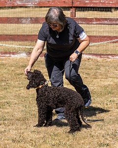 Ira