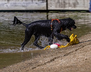 Ziva Hyres