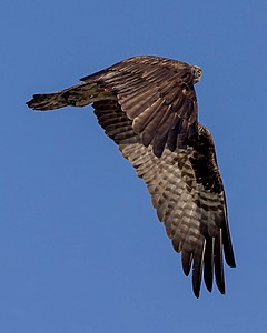 Osprey, Maryland