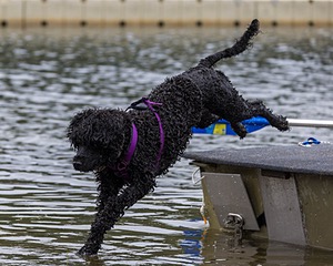 Chica Medeiros
