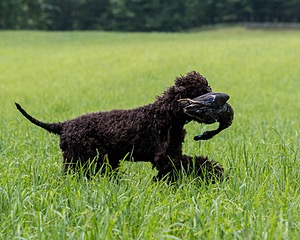 Ghillie Kezer