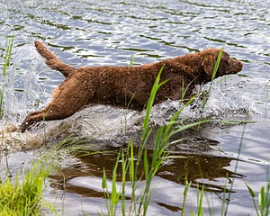 20170603-SHRW-1364.jpg