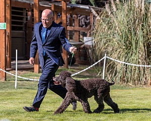 24 - GCH CH BLACKTHORN'S KEEVA CROMPTON RM AX AXJ XF TKN (Keeva)