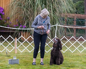 2201 - GCH CH MACH ARROYO'S BEGIN THE BEGUINE MXS MJS MXP MJP MXF T2B2 (Porter)