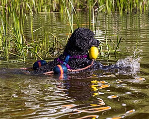 Perry