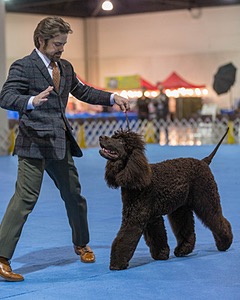 17 - GCH CH Quiet Storm My Boy's Wicked Smart  CGCA TKA (Bayes)