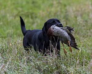 Fiadh Hoagland