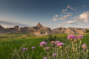 Thistle, Badlands National Park, South Dakota